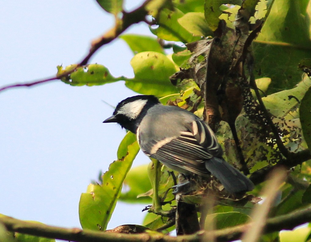 シジュウカラ（cinereus グループ） - ML644836952