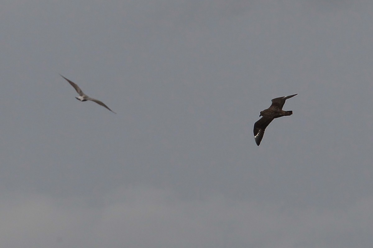 Great Skua - ML644836955