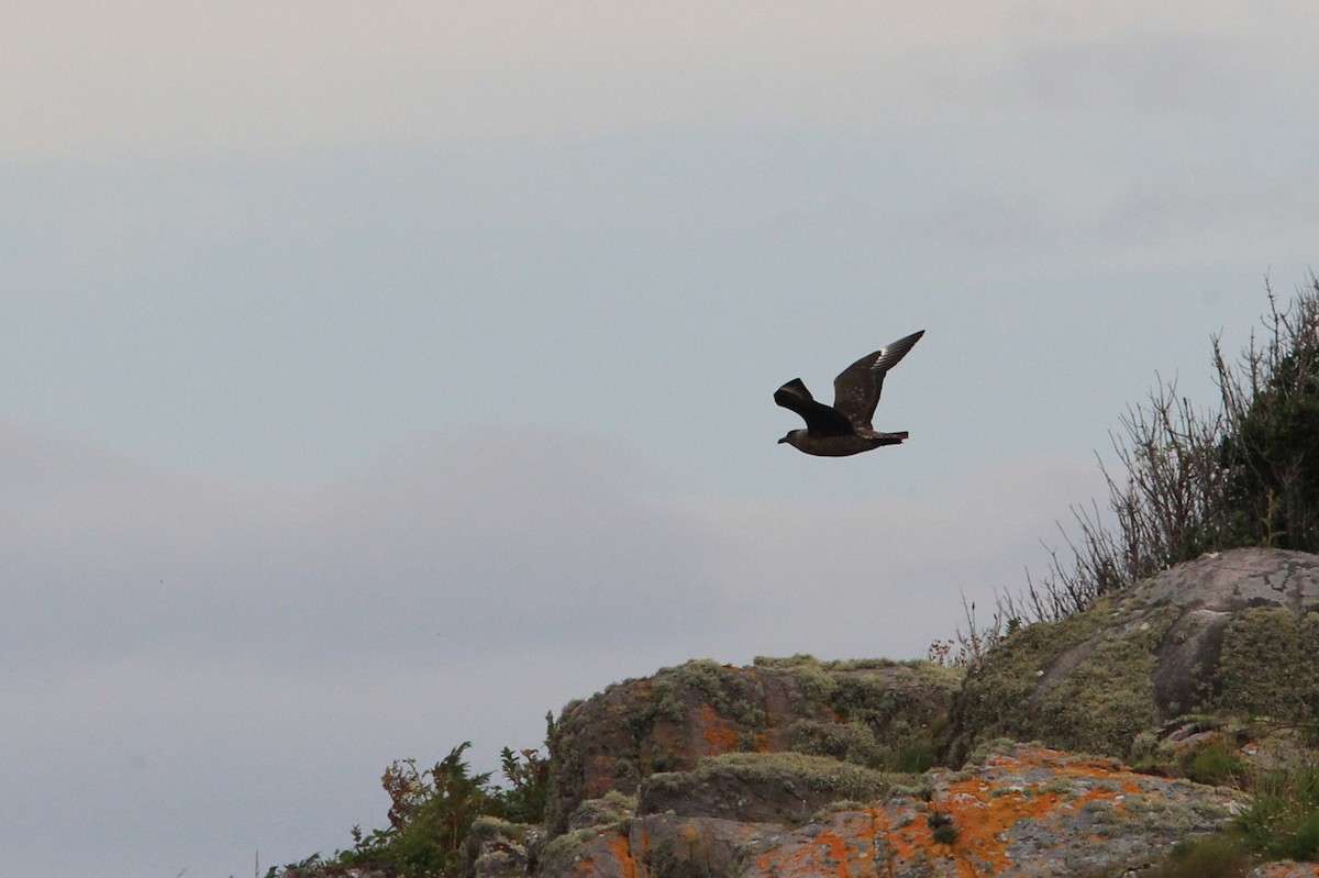 Great Skua - ML644836956