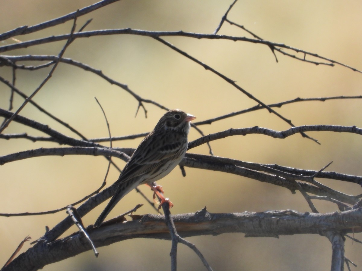 Vesper Sparrow - ML644836960