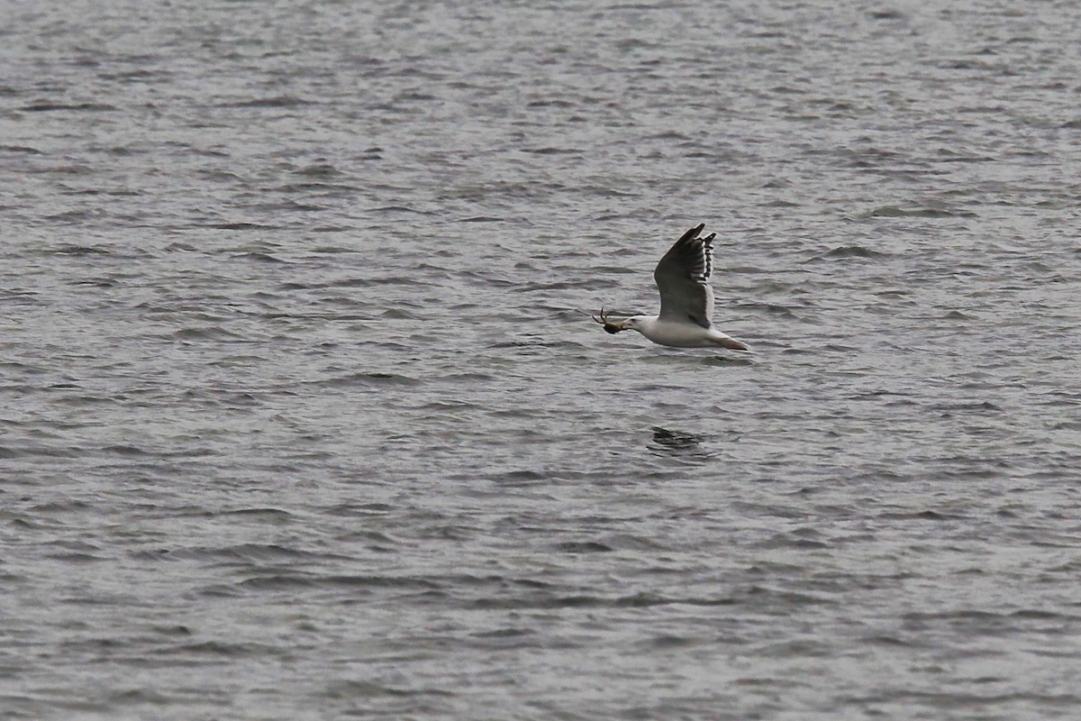 Great Black-backed Gull - ML644836961