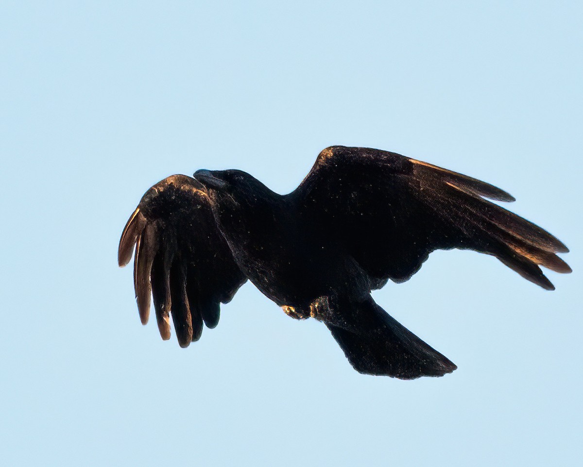 American Crow - ML644836963
