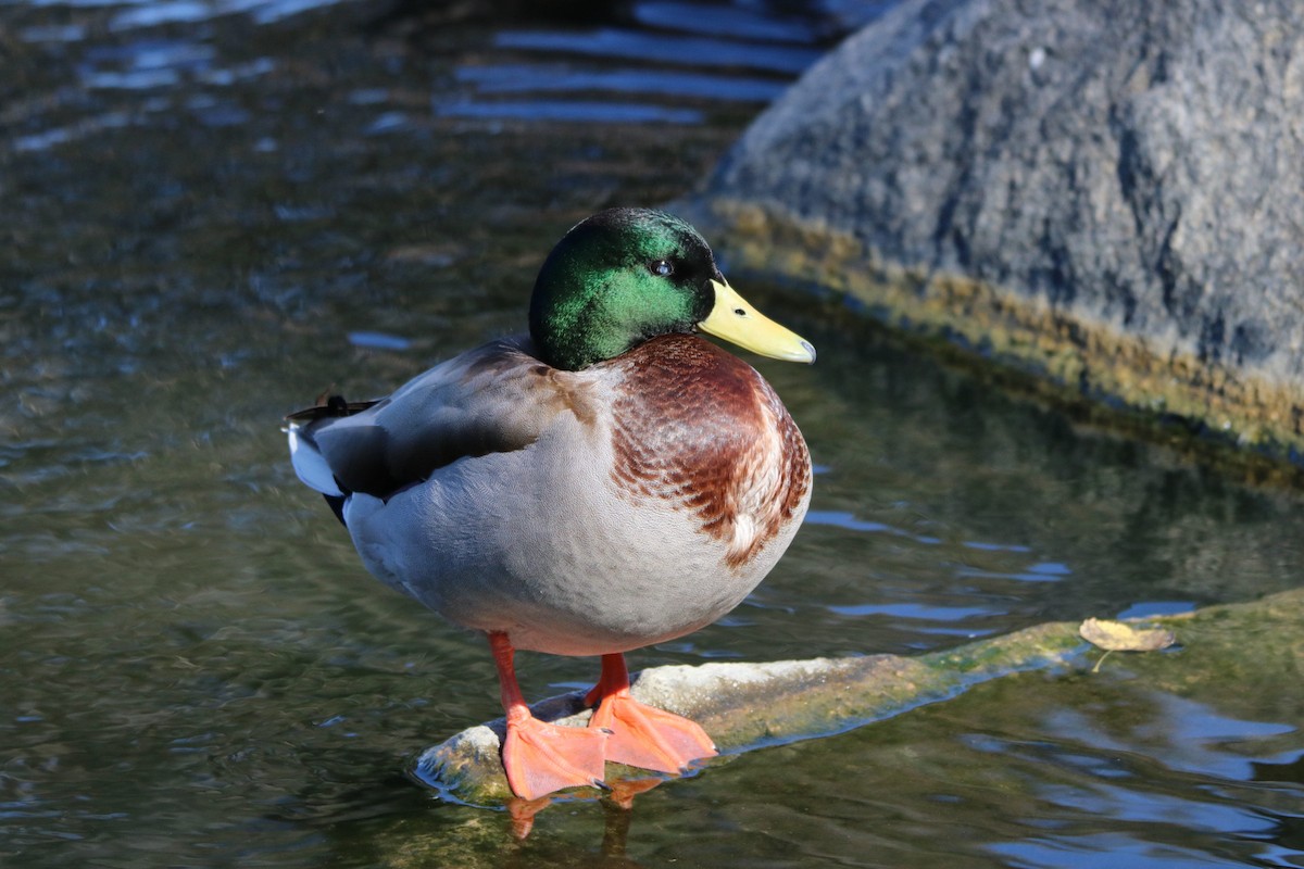 Mallard - ML644836964