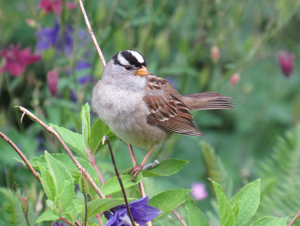 Bruant à couronne blanche - ML644836965