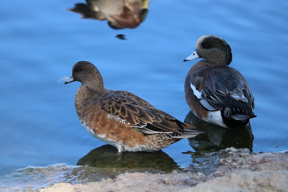 American Wigeon - ML644836969