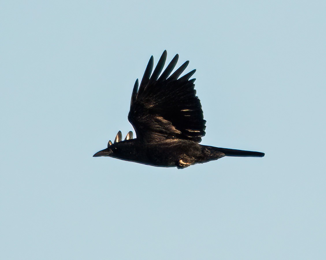 American Crow - ML644836993