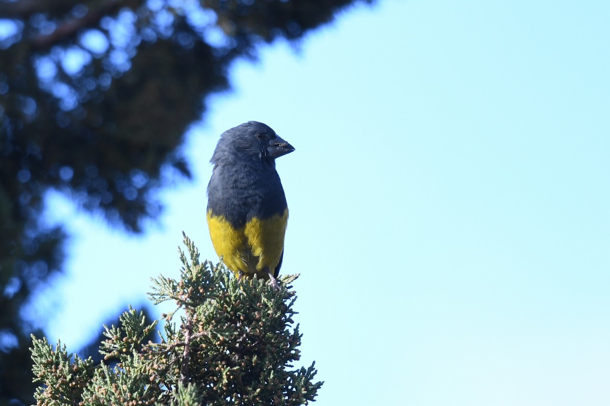 White-winged Grosbeak - ML644836995
