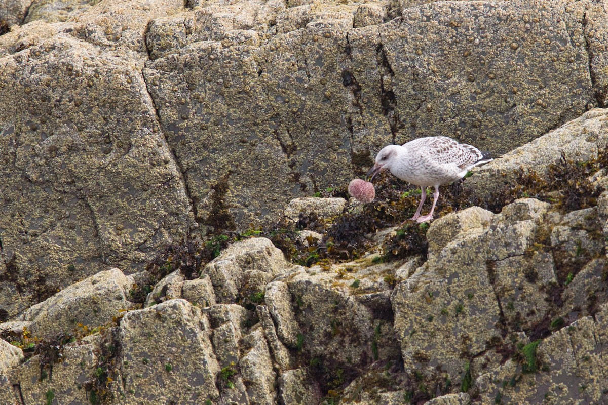 Great Black-backed Gull - ML644837003