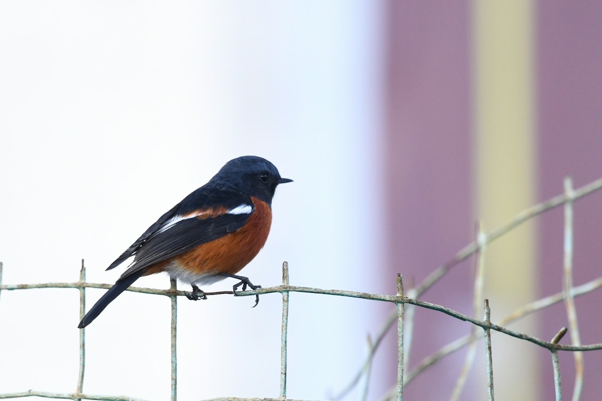 ノドジロジョウビタキ - ML644837009