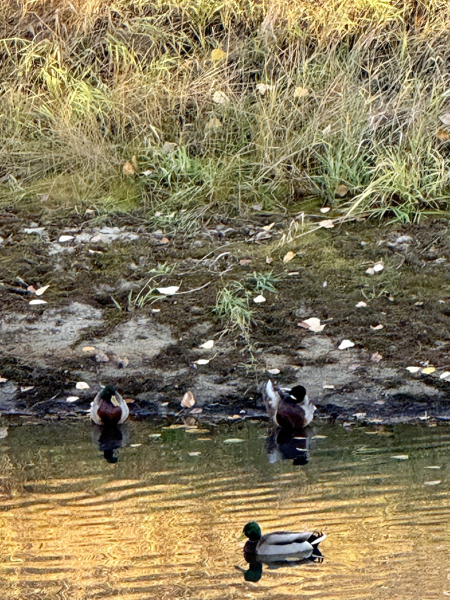 綠頭鴨 - ML644837015