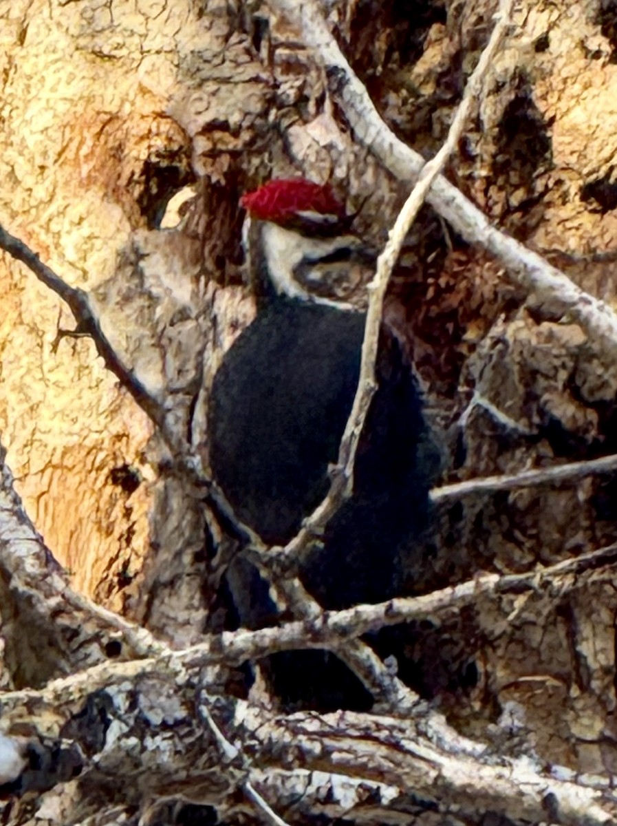 Pileated Woodpecker - ML644837018