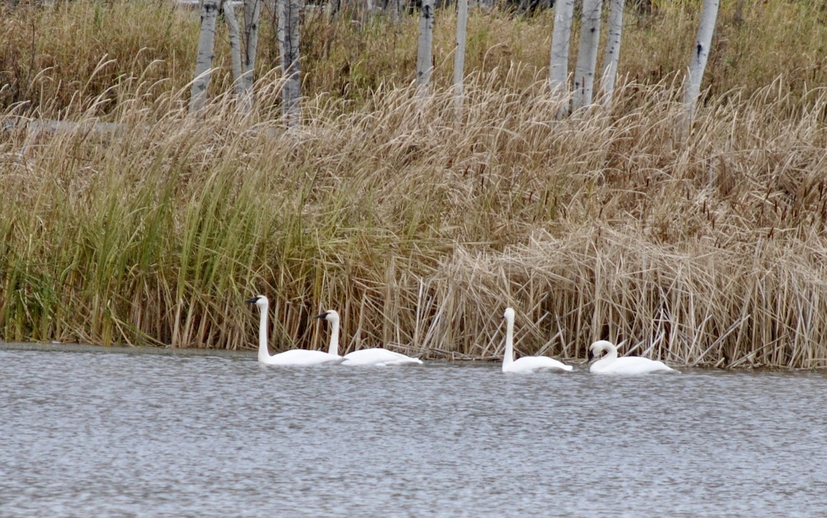 Trumpeter Swan - ML644837070