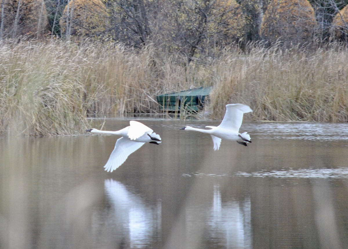 Trumpeter Swan - ML644837073