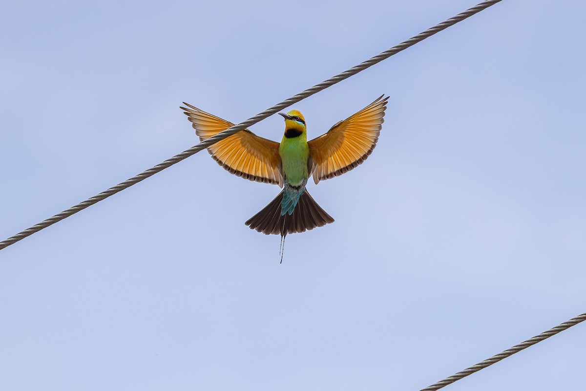 Regenbogenspint - ML644837111