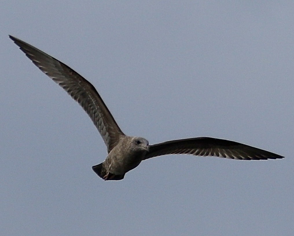 Goéland hudsonien - ML644837143