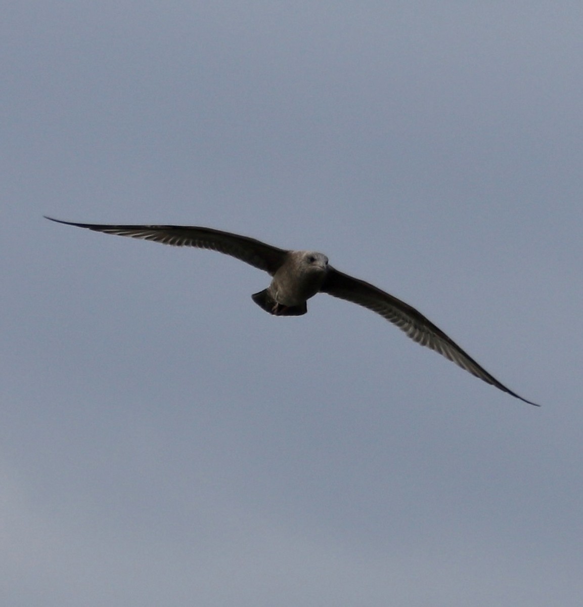 Goéland hudsonien - ML644837144