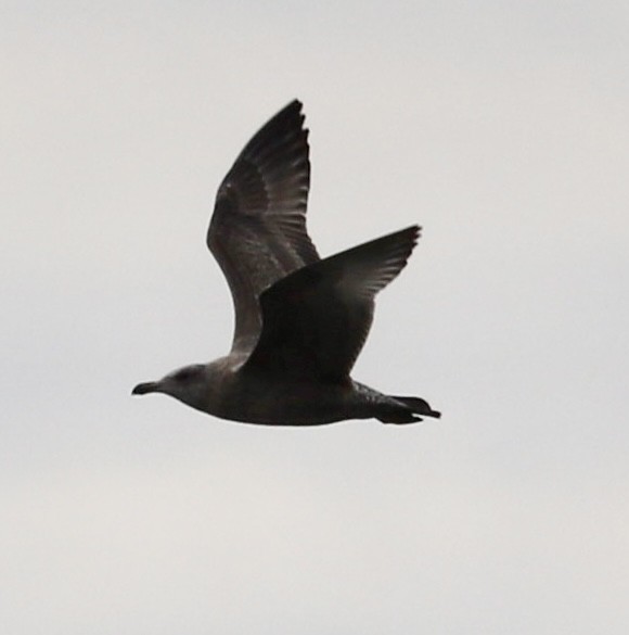 Goéland hudsonien - ML644837145