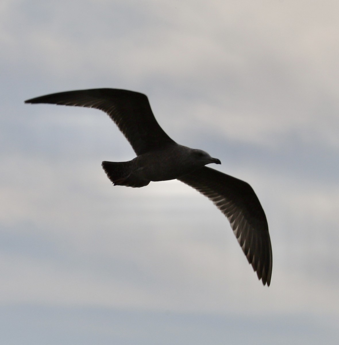 Goéland hudsonien - ML644837146