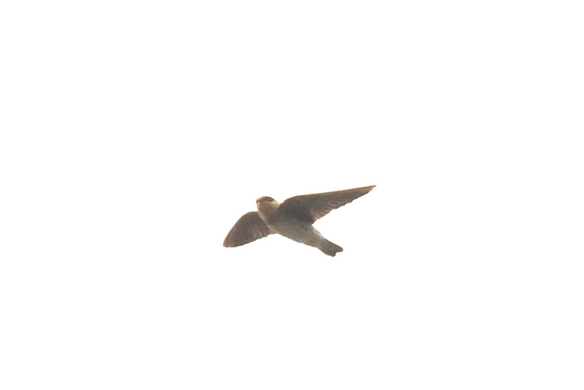Cave Swallow - ML644837148