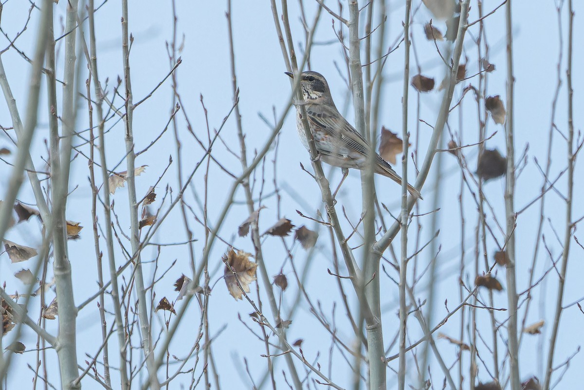 Kızıl Kanatlı Ardıç - ML644837181