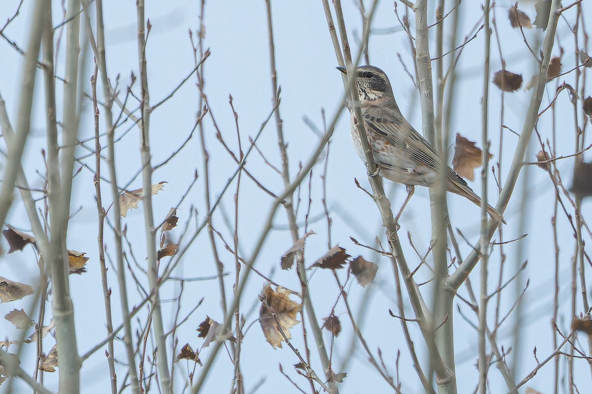 Kızıl Kanatlı Ardıç - ML644837183