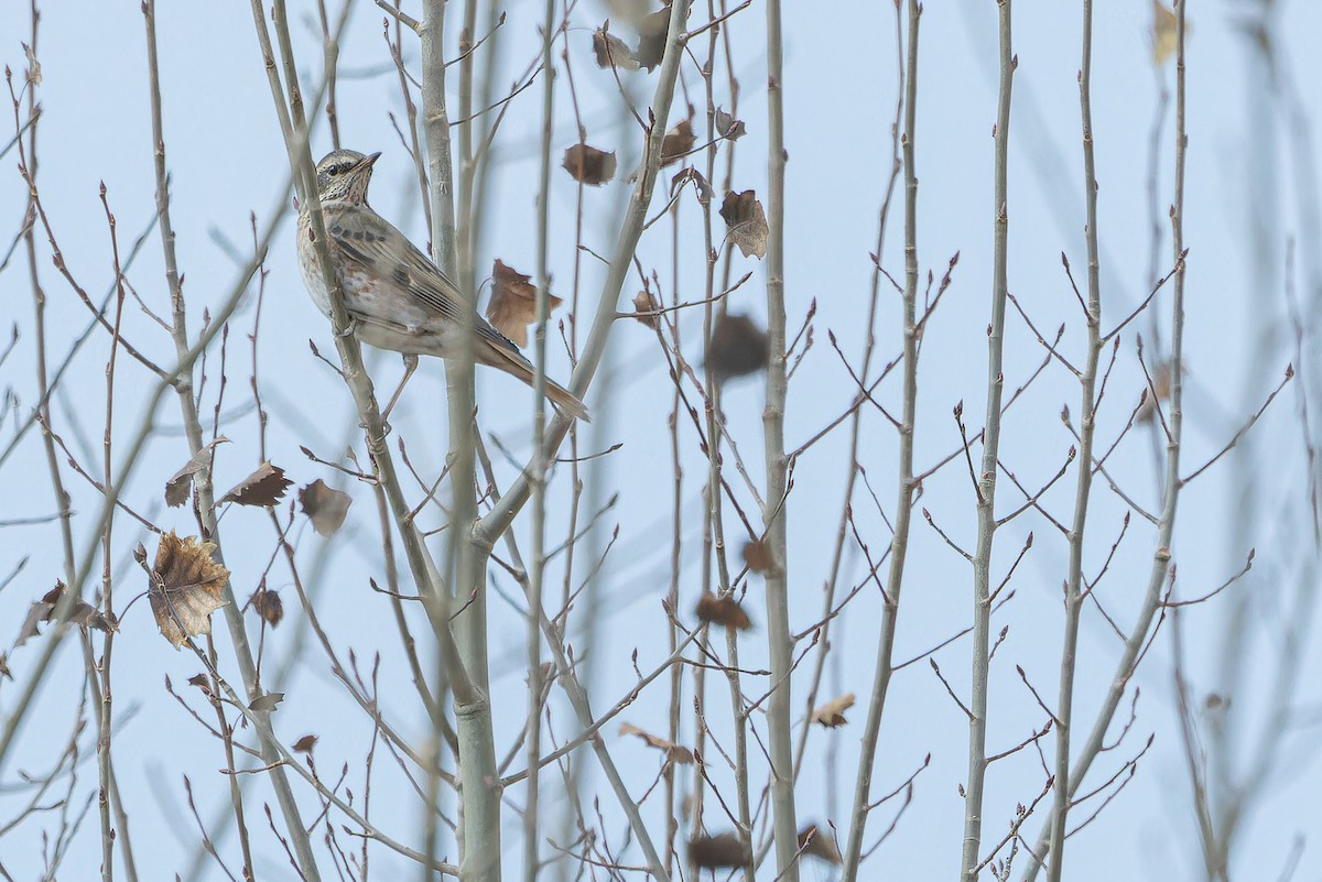 Kızıl Kanatlı Ardıç - ML644837184