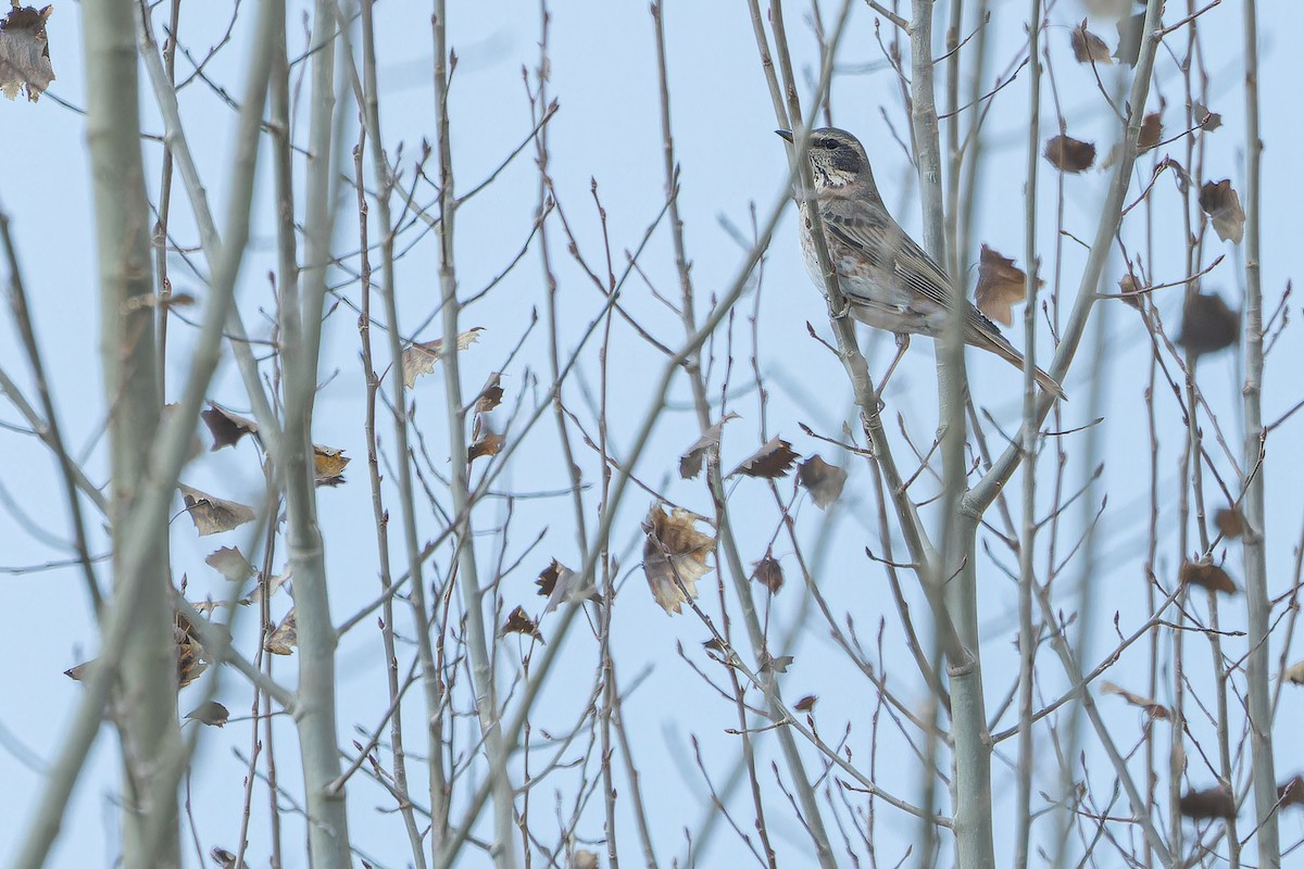 Kızıl Kanatlı Ardıç - ML644837185