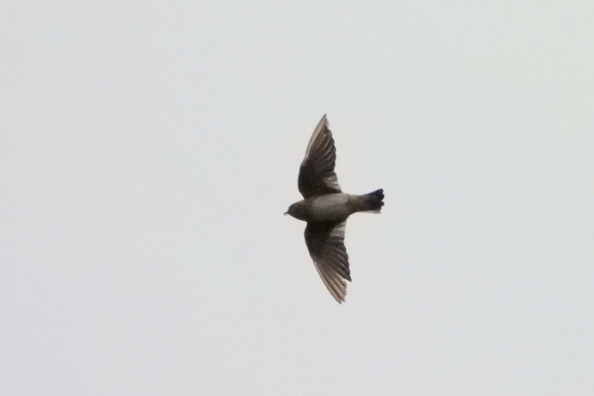 Cave Swallow - ML644837197