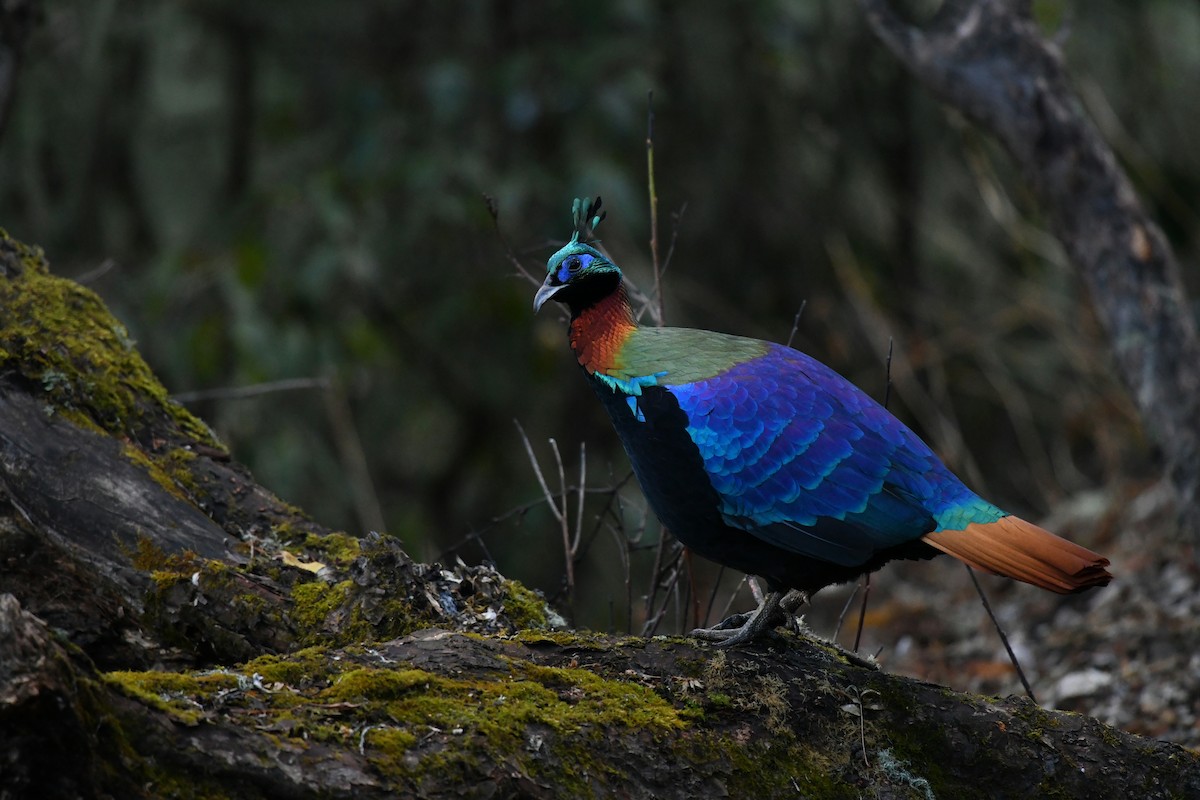 Himalaya Monalı - ML644837228