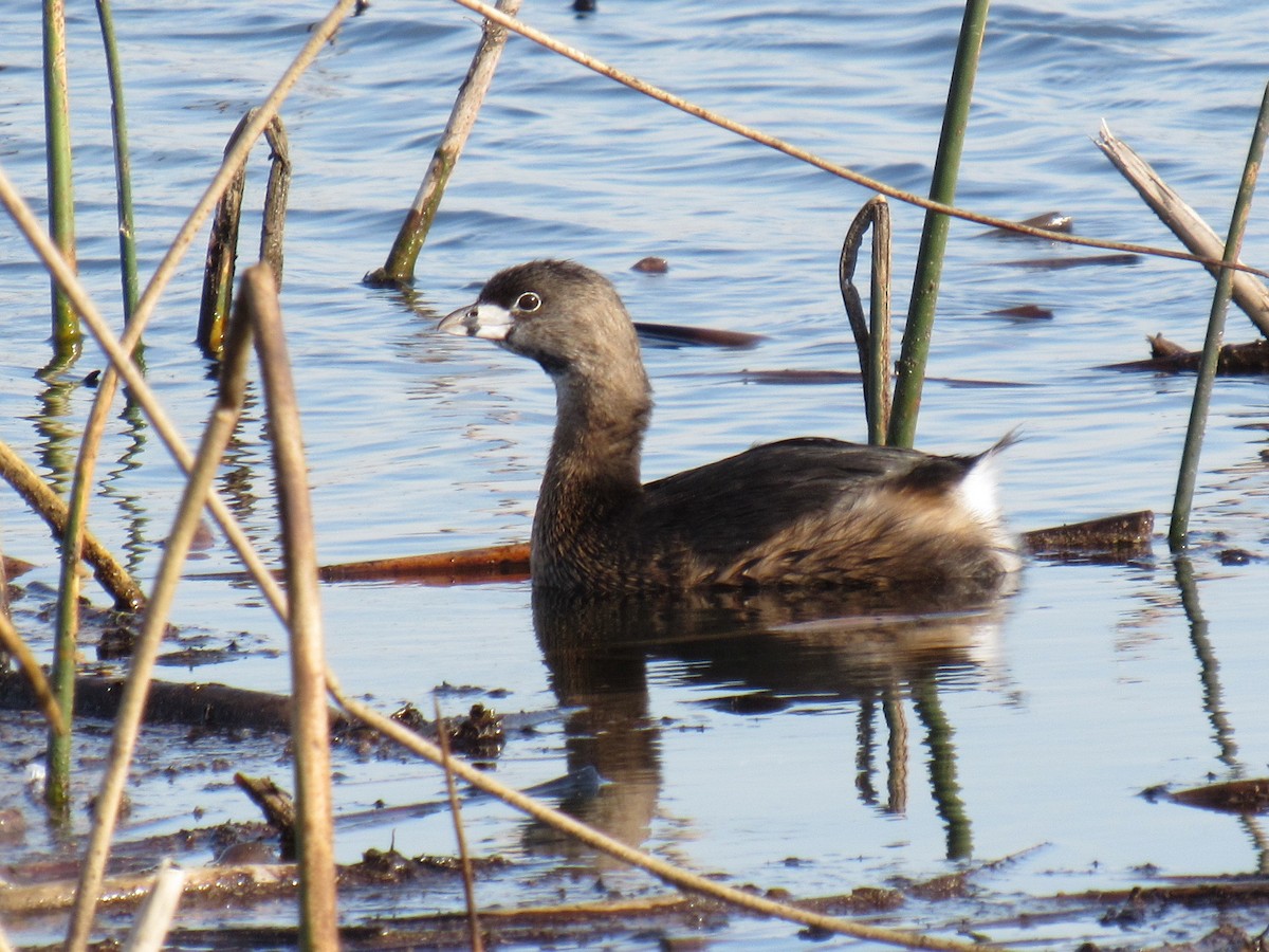 Pied-billed Grebe - ML644837229