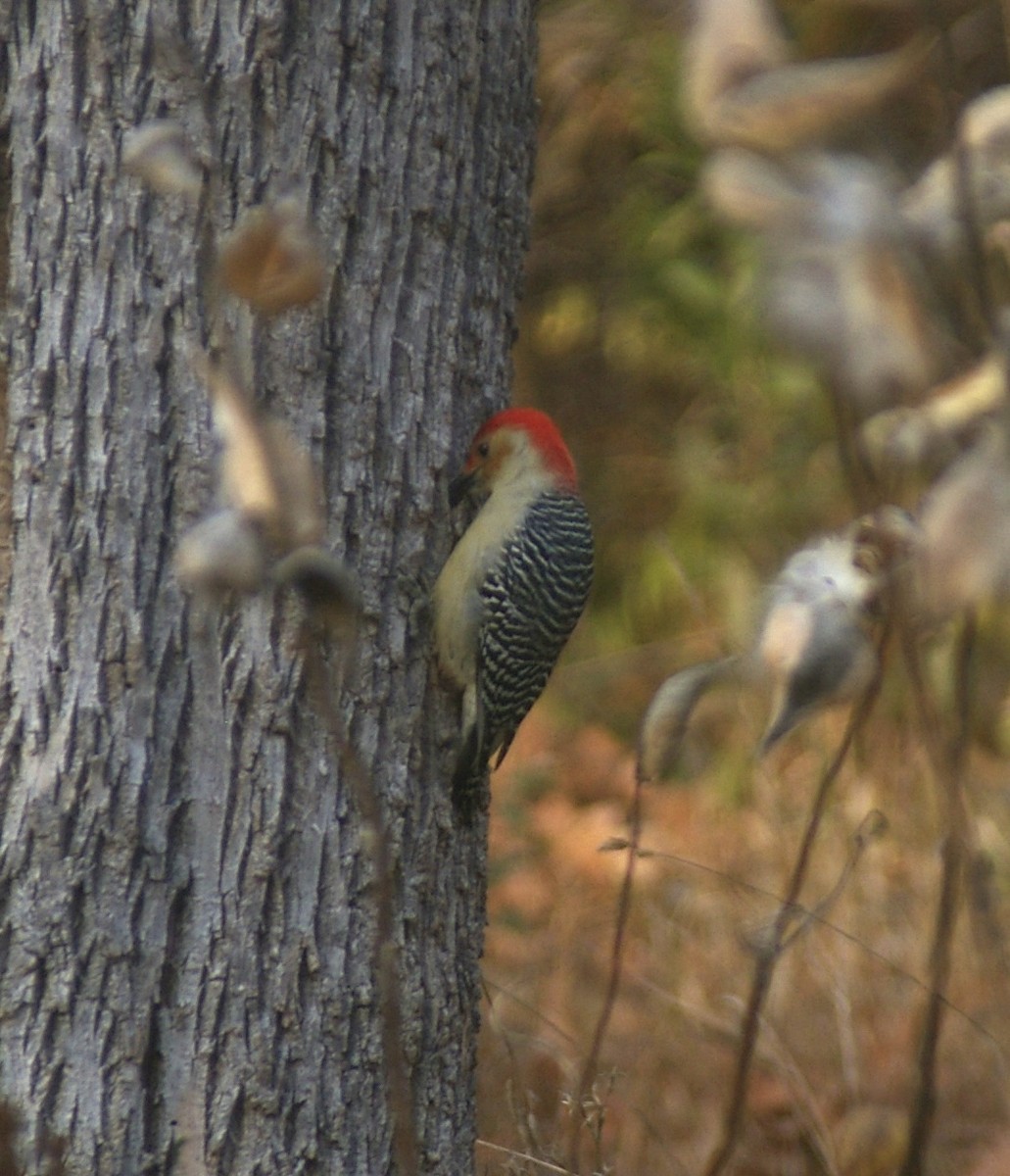 Гіла каролінська - ML644837246