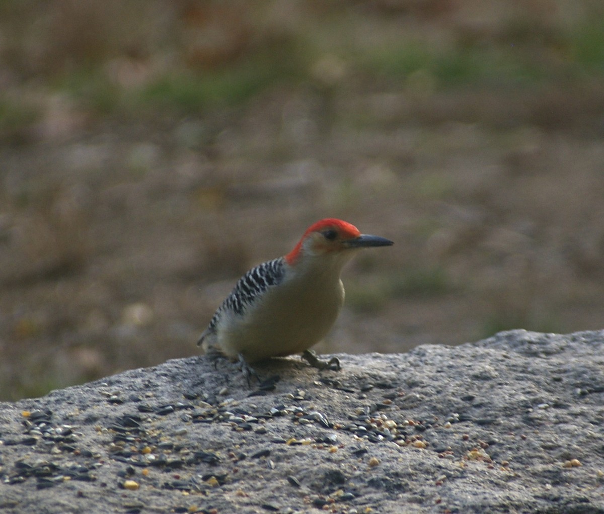 Гіла каролінська - ML644837247