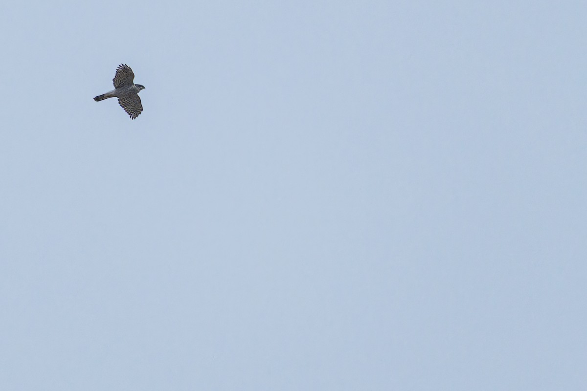 Eurasian Goshawk - ML644837267