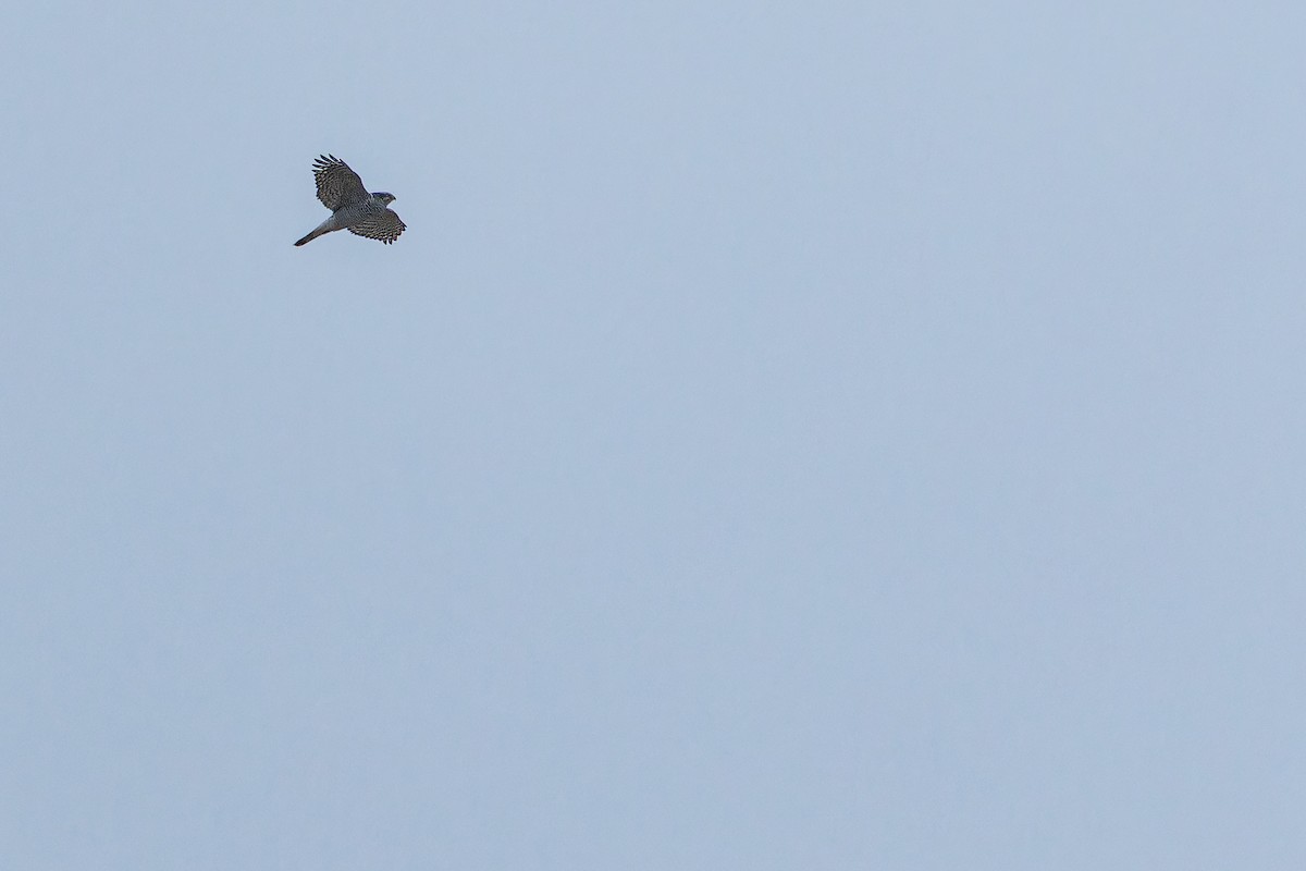 Eurasian Goshawk - ML644837276