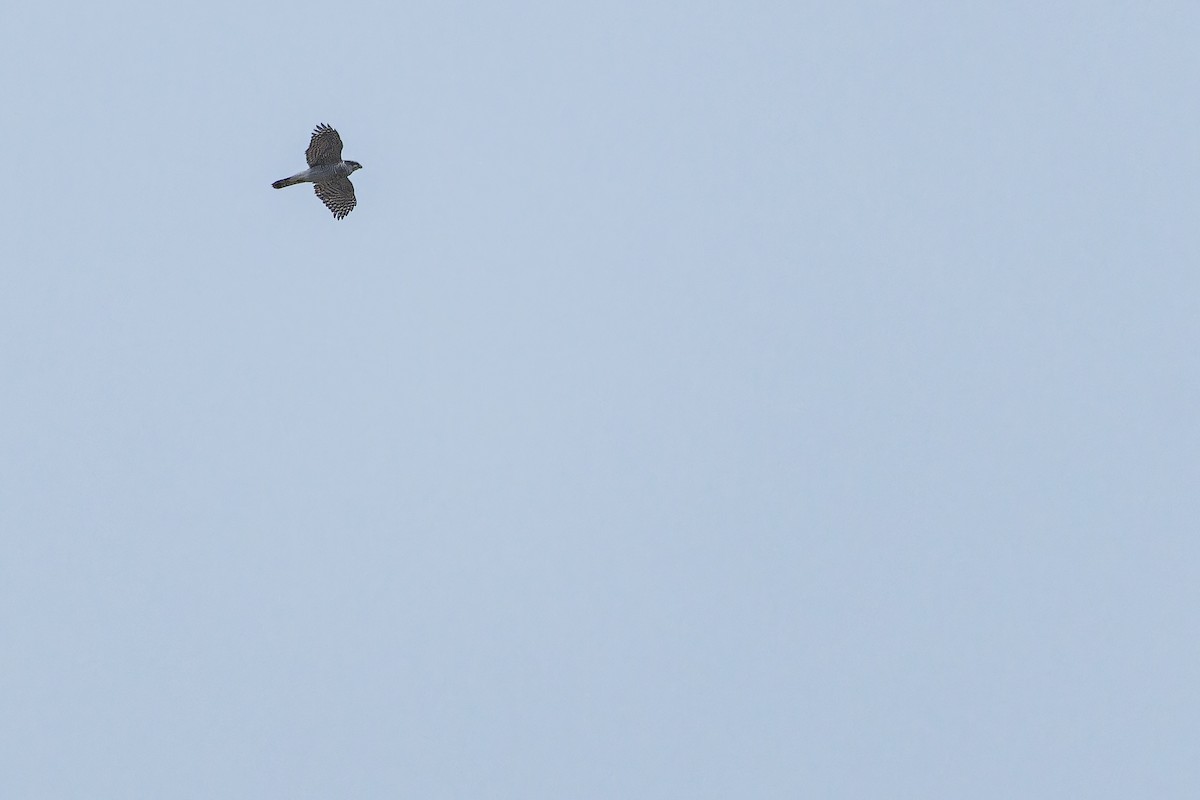 Eurasian Goshawk - ML644837281