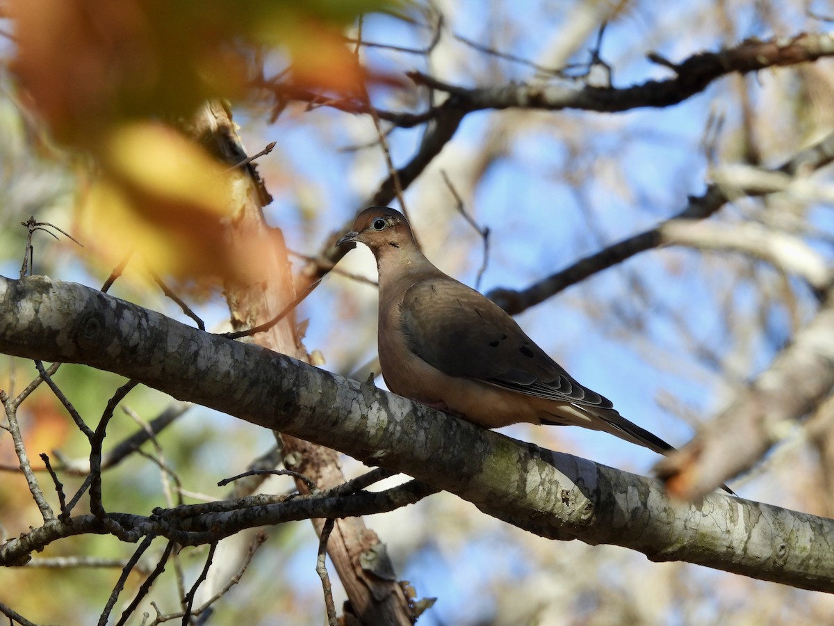 ナゲキバト - ML644837287