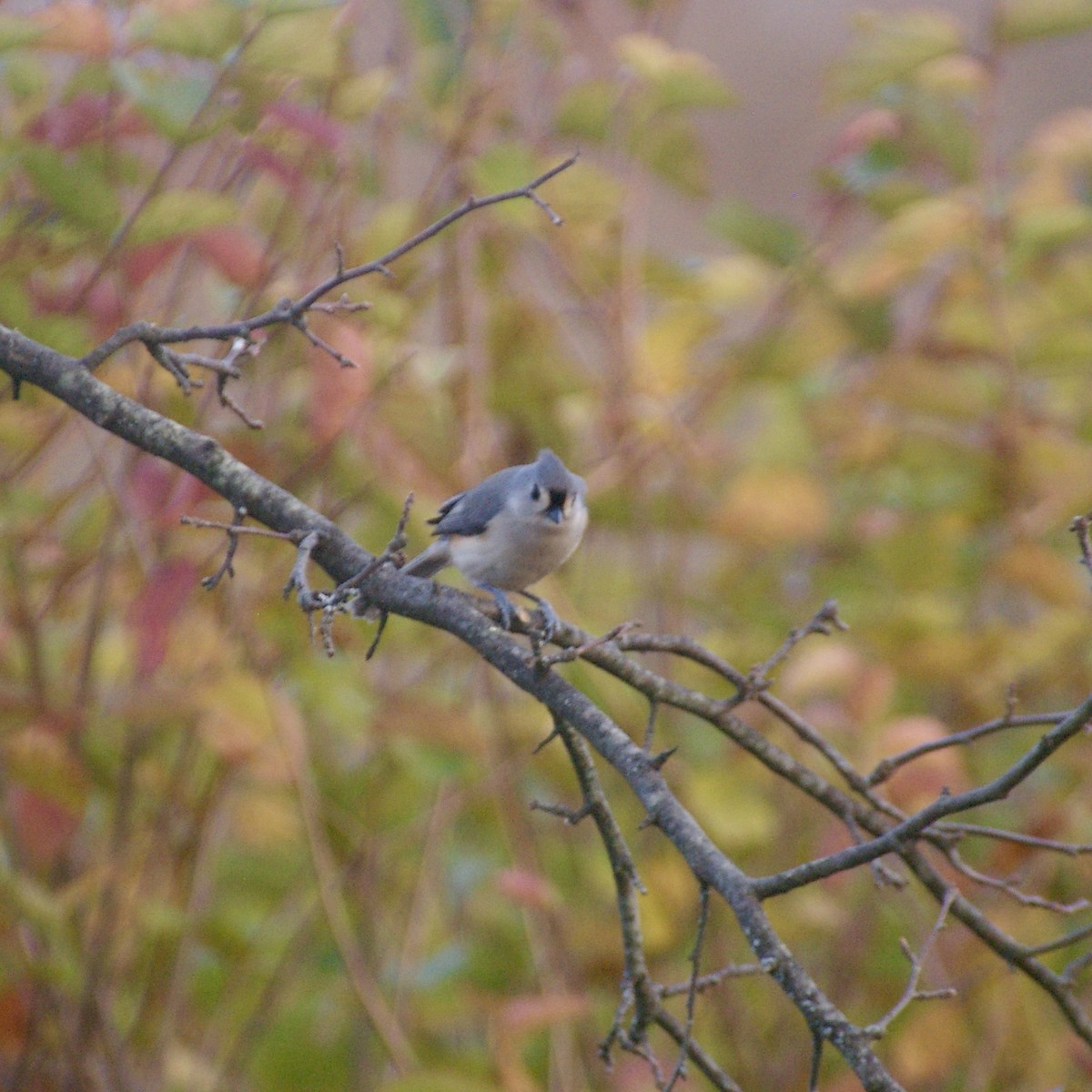 Американская гренадерка - ML644837291