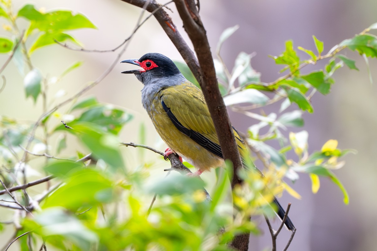 Australasian Figbird (Green) - ML644837308