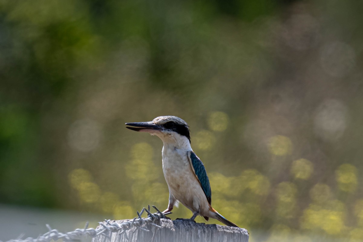 コシアカショウビン - ML644837309