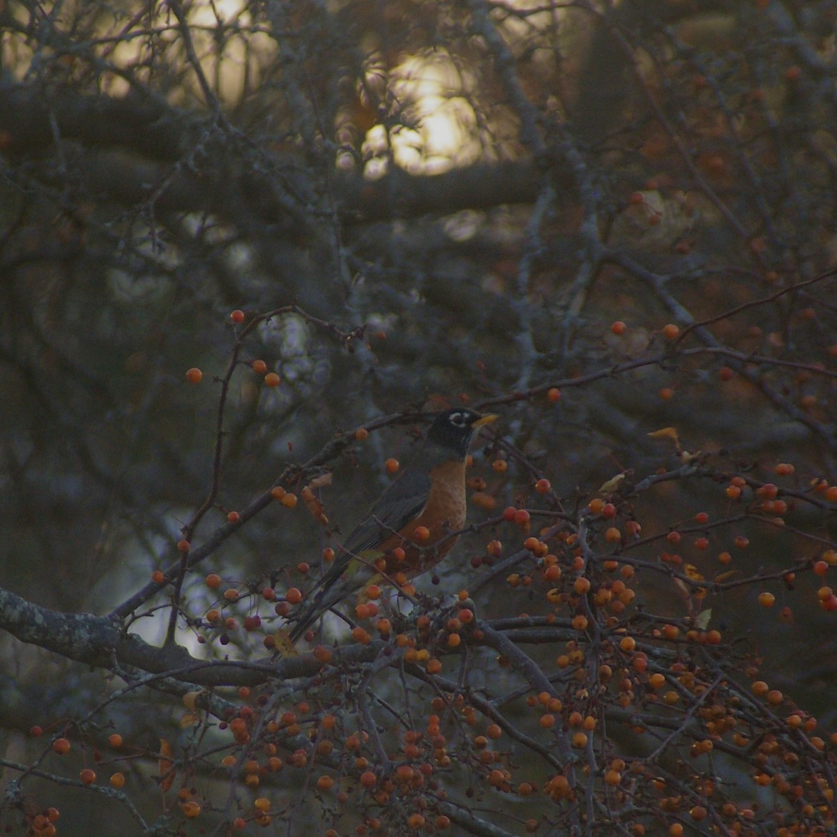 Странствующий дрозд - ML644837317