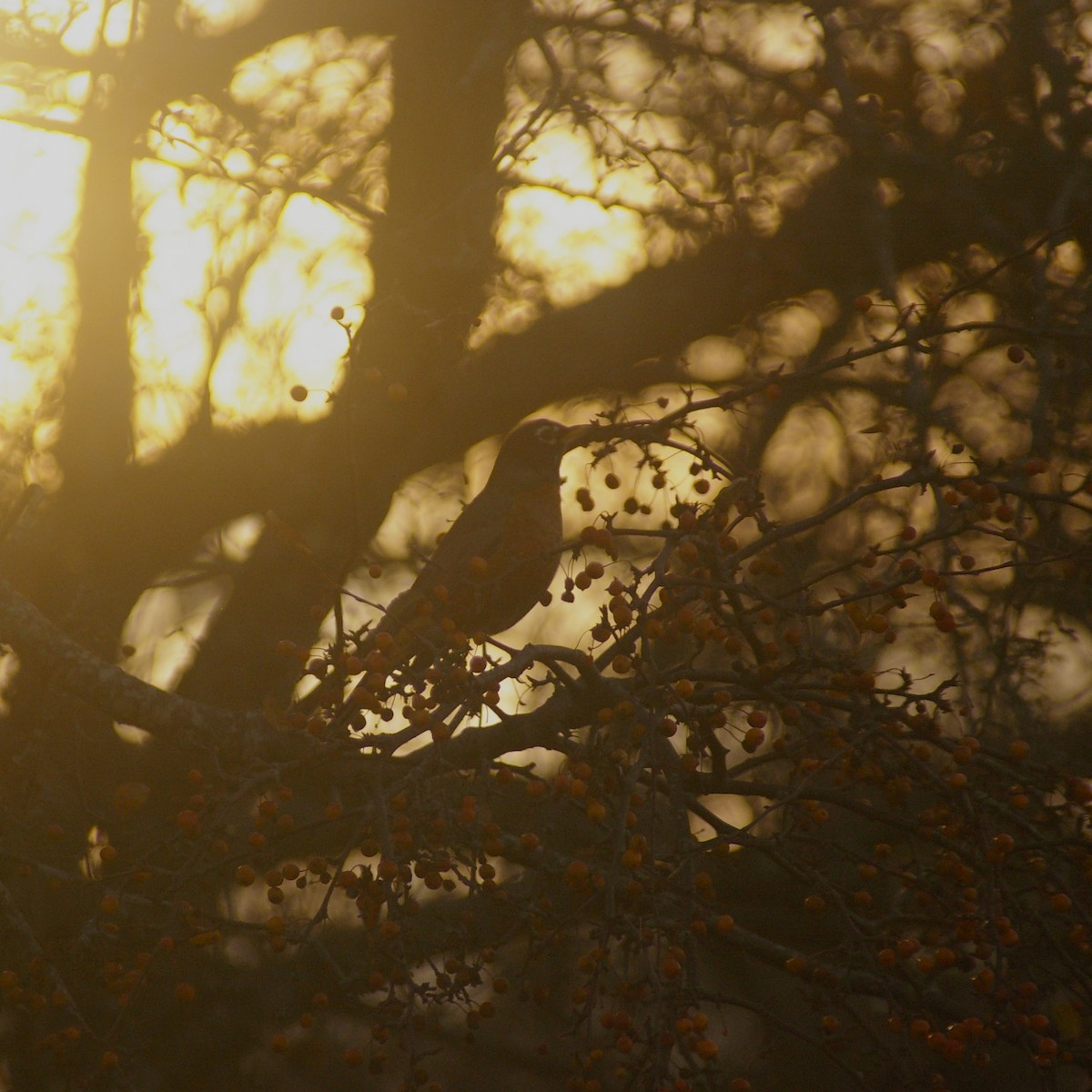 Странствующий дрозд - ML644837318