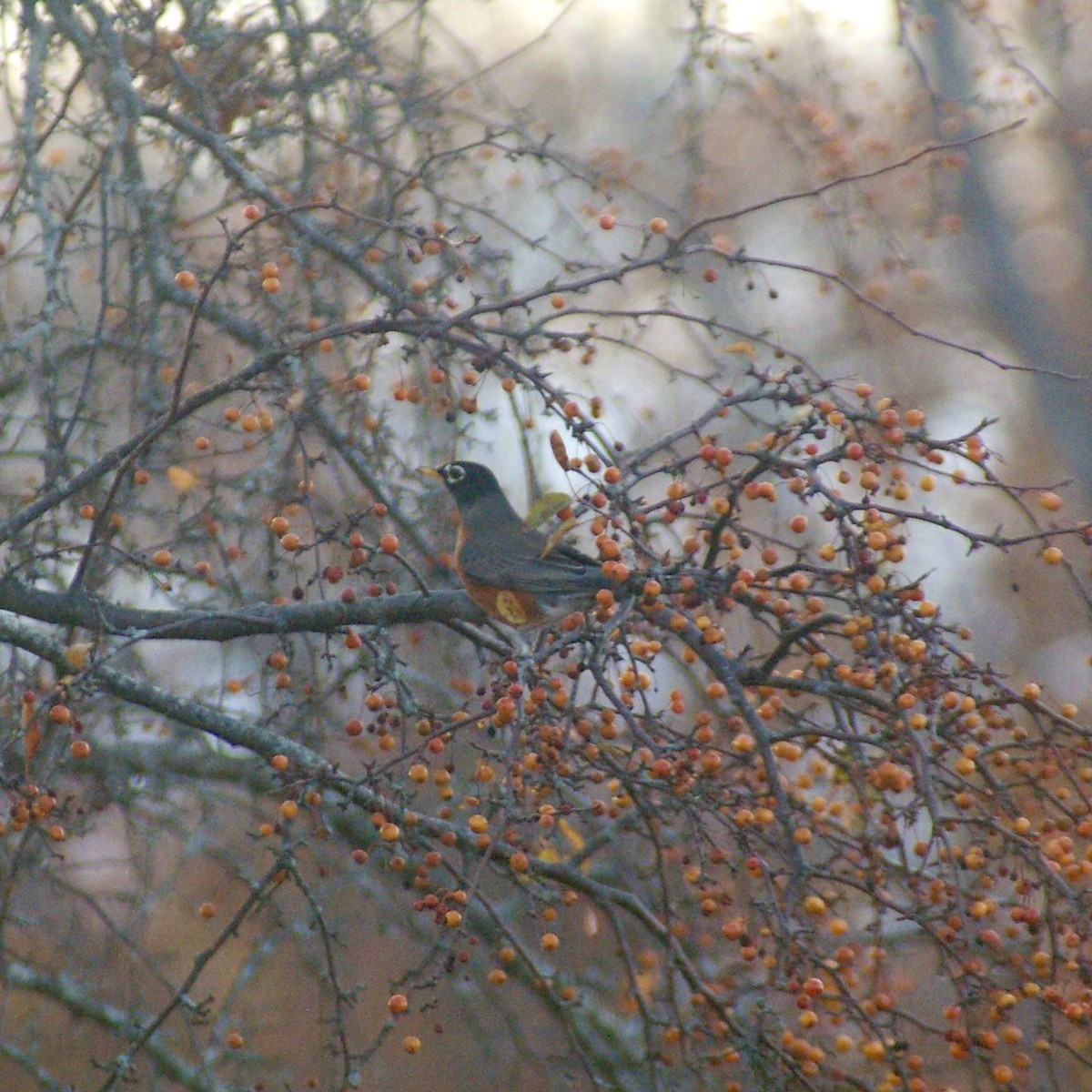 Странствующий дрозд - ML644837319