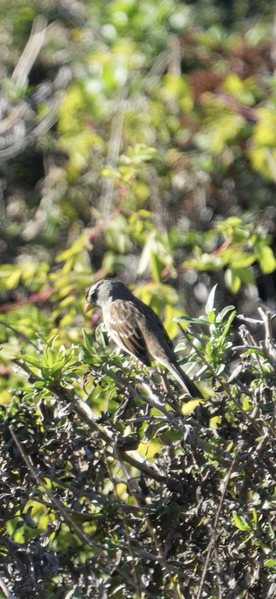 Bruant à couronne blanche - ML644837322