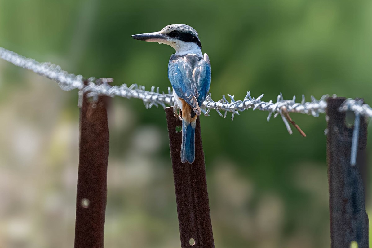 コシアカショウビン - ML644837323