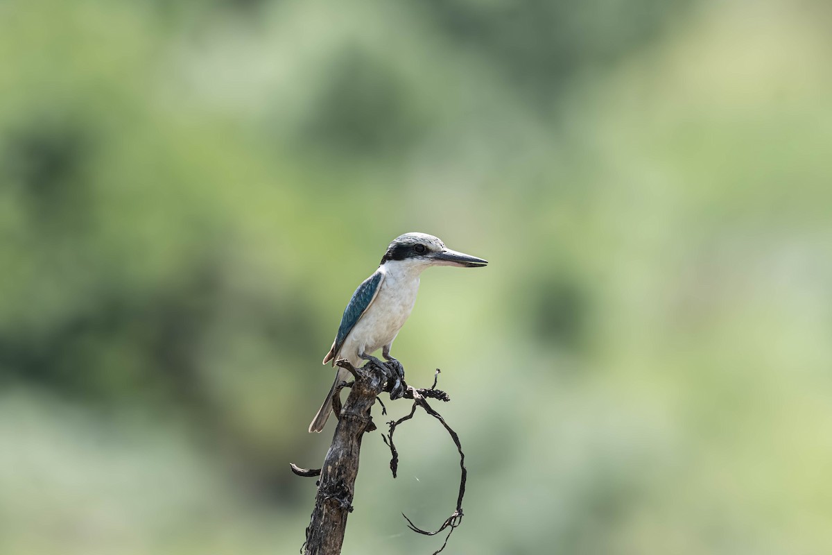 コシアカショウビン - ML644837325