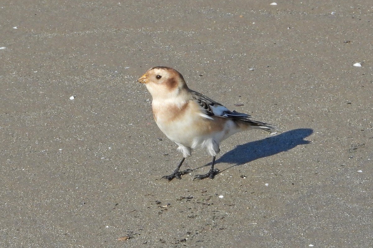 גיבתון שלג - ML644837326