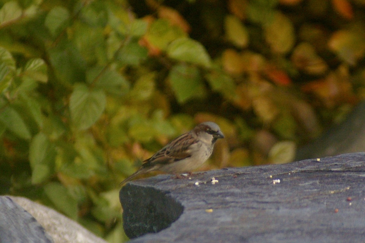 House Sparrow - ML644837328