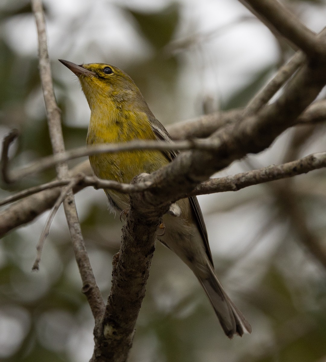 Pine Warbler - ML644837329
