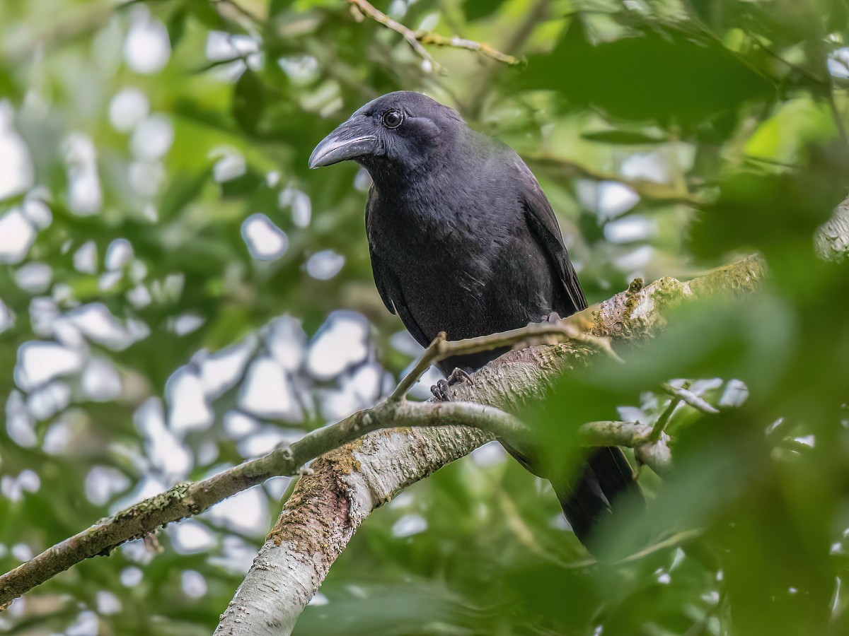 Flores Crow - Corvus florensis - Birds of the World