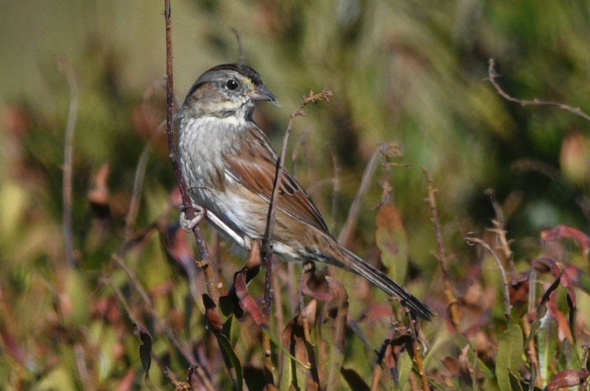 Bruant des marais - ML644837341